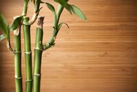 lucky-bamboo-resized-56a4e9373df78cf7728547a4.jpg