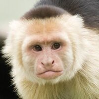 capuchin_monkey_icon.jpg