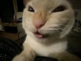 funnyevilcat.jpg