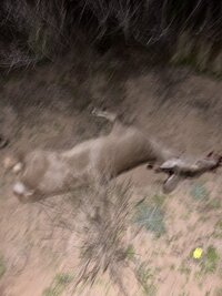 IMG_0508.jpeg
