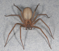 brownrecluse.jpg