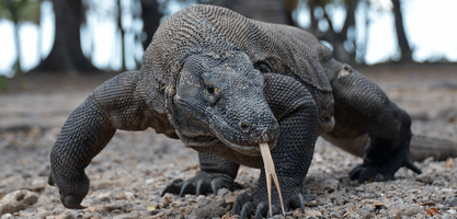 asia_komodo-dragon_animal-edited-e1687380699376.png