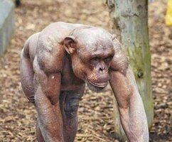 chimps-ripped.jpg