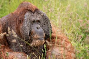 sumatran-orangutan-2021-08 (1).jpeg