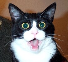 Shocked+Cat+Face-3918776283.jpg