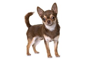 Chihuahua standing in three quarter view