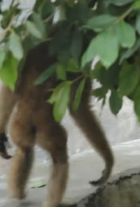 gibbonbutt.png