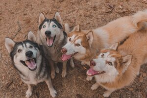 siberian-husky-flocks-is-waiting-for-it-s-boss-to-give-food-because-it-wants-to-eat.jpg