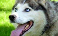 Siberian Husky