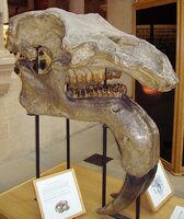 Deinotherium