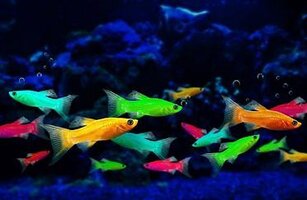 glofish-species.jpg