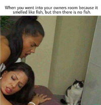 AkmWZq5d 700w 0