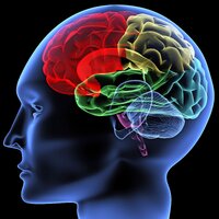 Brain-illustration-3314936577.jpg