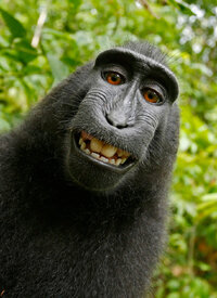12xp-monkey1-superJumbo.jpg