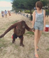 brutal orangutanpill.jpg