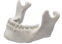 lower jaw.jpg