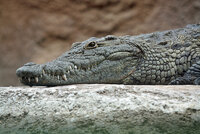 800px Nile crocodile head