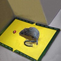 1-PCS-Mouse-Glue-Trap-Mice-Board-Sticky-High-Effective-Rodent-Rat-Snake-Bugs-Catcher-Pest.jpg_...jpg