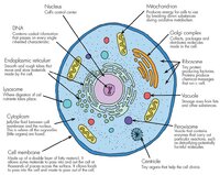 CELL-1024x813.jpg