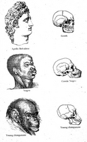 Races_and_skulls.png