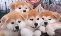 cute-akita-inus-puppies-man.jpg.cf.jpg