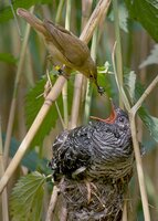 Reed warbler cuckoo