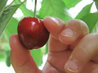 cherry-picking.jpg