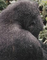 csm_gorilla-nach-regenschauer_1bb1fa6623.jpg