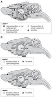 brain map.jpg