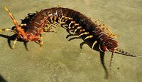 scolopendra-gigantea.jpg