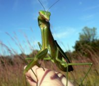 you-can-buy-a-live-praying-mantis-as-a-pet-0.jpg