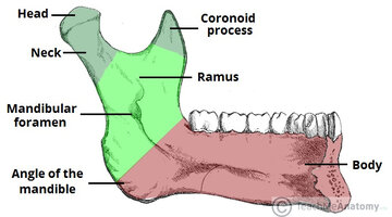 Bony-Landmarks-of-the-Mandible-Ramus-Body-Angle.jpg