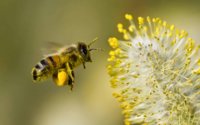 Honey bee flowers