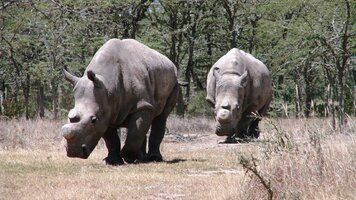 northern-white-rhino-2.jpg