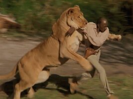 Lioness