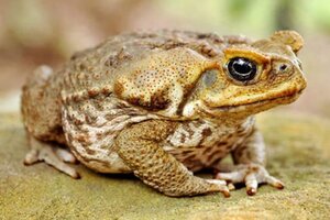 800px-Cane_toad_-_ABC_News.jpg