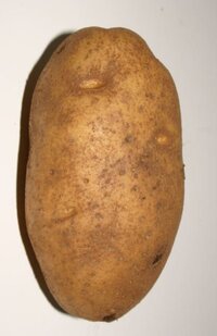 Potato