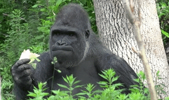 Animal gif 00442