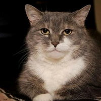 Forum cat