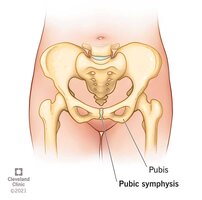 Pubis Pubis
