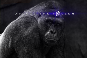 Avenge