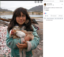8 chicken