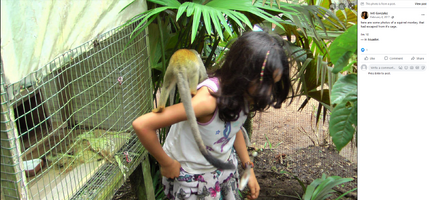 10 squirrel monkey