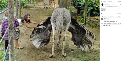 10 ostrich
