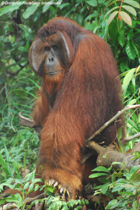 Orangutan adult tom