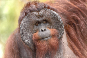 29687373 web1 220705 LAT DF Orangutan whisperer WikipediaCraetiveCommons 1
