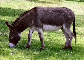 Donkey_in_Clovelly,_North_Devon,_England.jpg