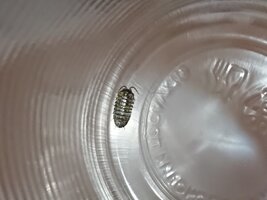 DSC_1673.JPG