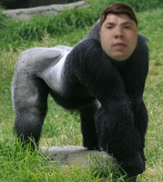 gorillalossus.jpg