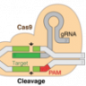 Crispr_cas9